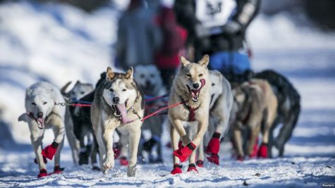 The Incredible Iditarod