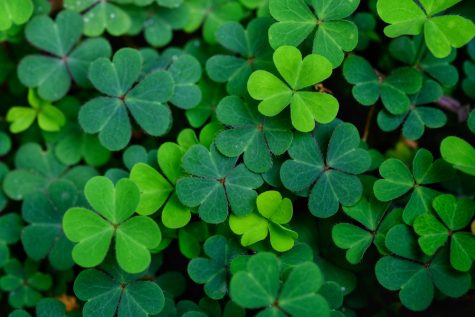 The Americanization of an Irish Holiday: St. Patrick’s Day